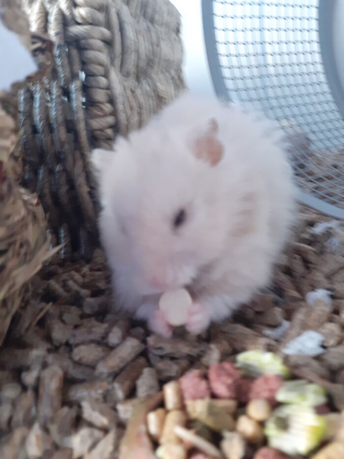 My Babybel Eating A Little Snack (Sorty For Blurry Photo, Taking Pictures Of Hamsters Is Hard)