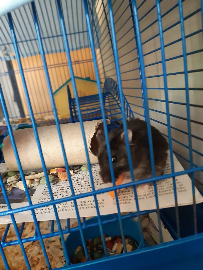 Dame Olga Von Hammstein Enjoying Some Fresh Veg