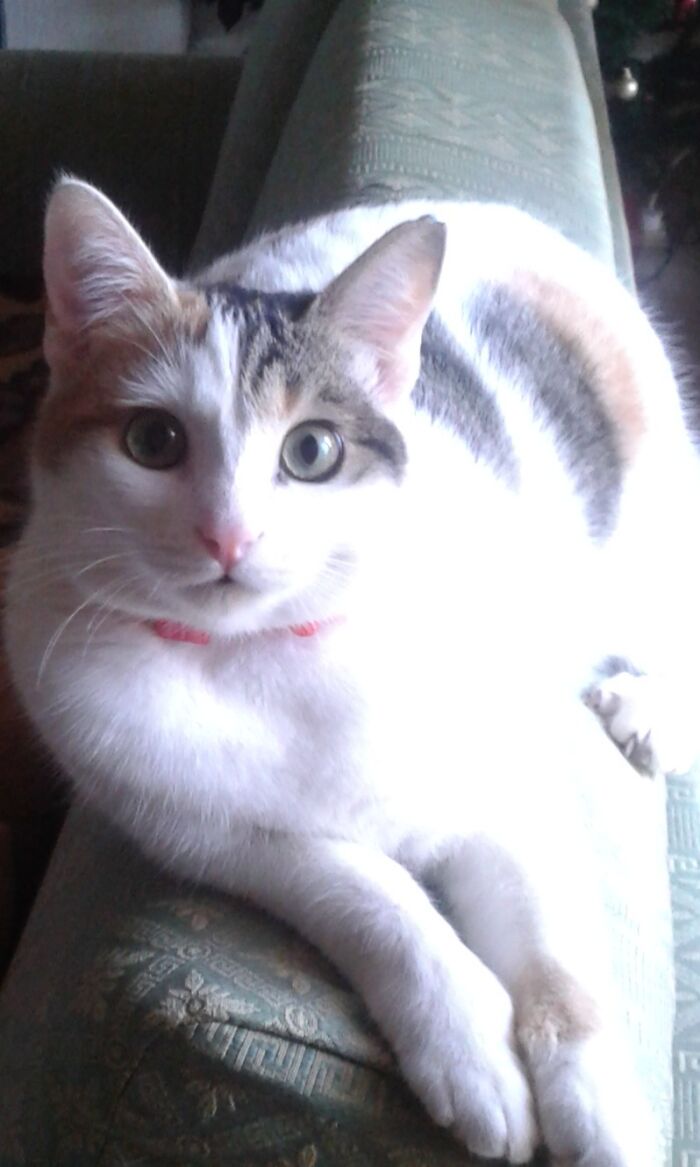 This Is Lily! She Went From Being A Scared Abused Rescue Kitty At Few Weeks Old, To A Gorgeous Beauty At 1 Year Old 🙂🙂🙂