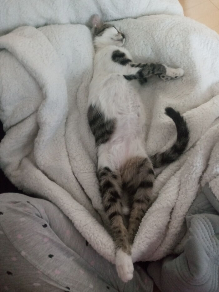 Maja, The Cat With Pants