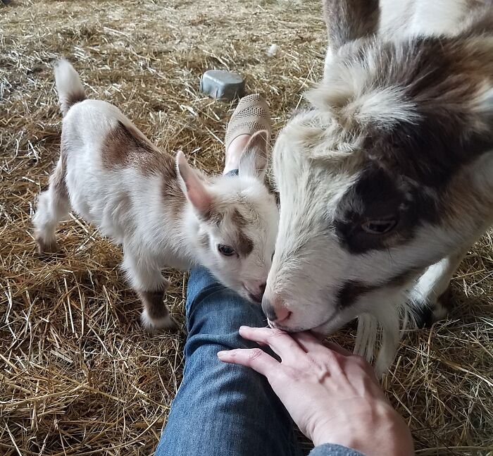 My Favorite Goat Mama, Sonnet And Her Forever Baby, Cadence Who Was Scared Until Mama Told Her It Was Safe To Say Hi.