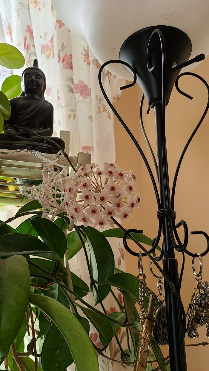 I Don't Know The Name Of This Plant, But It Blooms Every Year And The Flowers Smell Like Ice Cream.