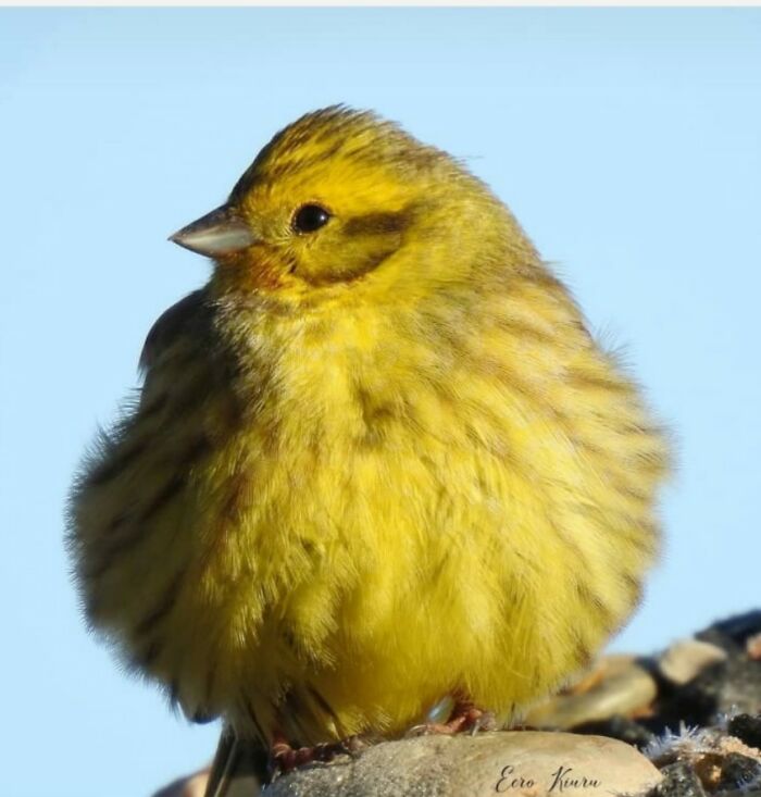 I Don't Know What Bird This Is, But I Love It!