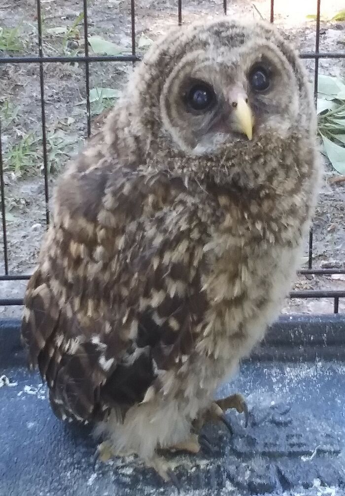 Baby Owl
