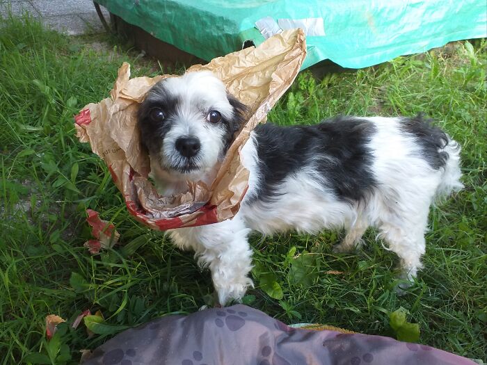 My Darling Nelson, Eating Through An Empty Sandwich Bag, Always On The Loockout For Deliciouse Snacks. Rip Little Guy
