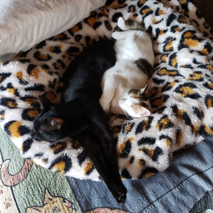 My Two Sweethearts!sentinel Andmischief