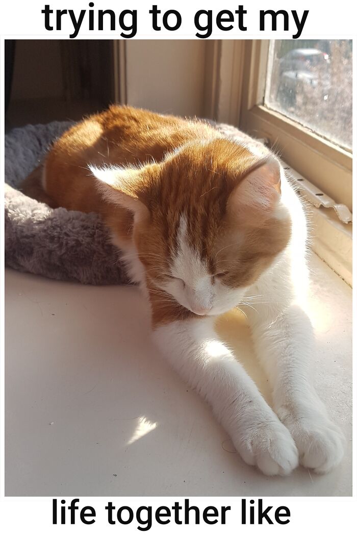 I Swear I'm Trying...