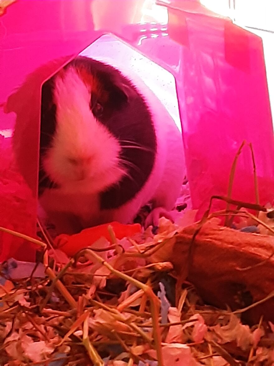 This Is My Guniea Pig Fancy