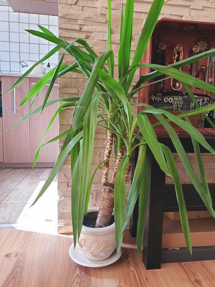 Mom Gift To Me When I Moved Out. I Know I Need To Repot Her