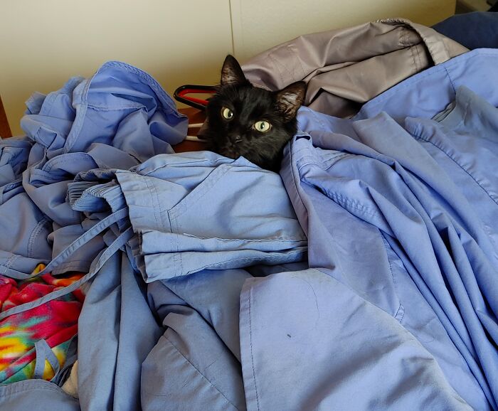 Sam Likes To 'Help' With The Laundry...