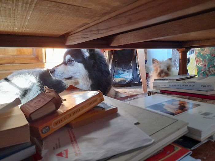 My 2 Raskals Now, I'm At My Mothers Place To Renovate The Beach Cabin So I Took This Pics Now While Coffee Break.