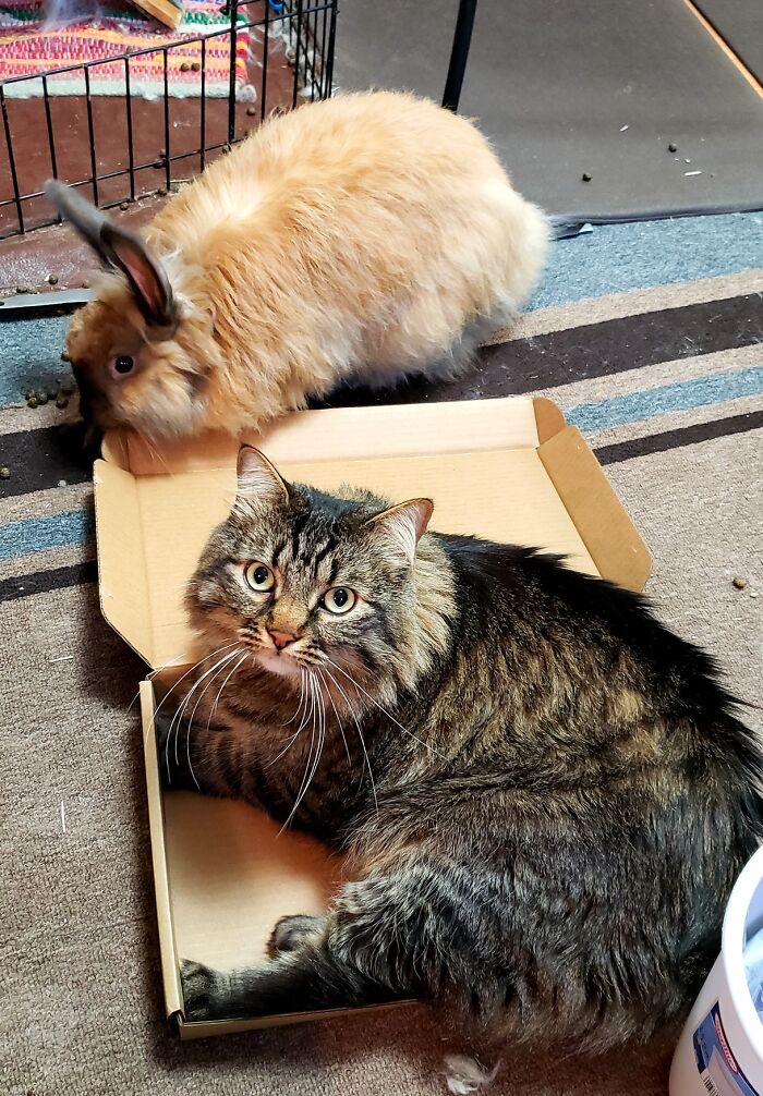 Our House Is Full Of Cats And Rabbits! Here's Our Boys, Squark And Rex!