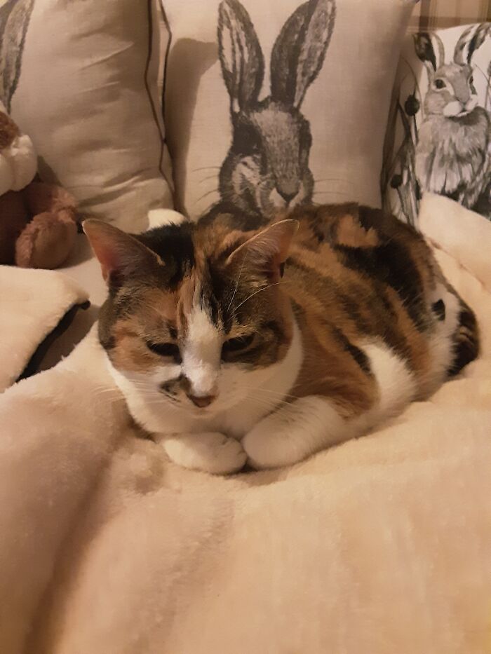 Sparky (Aka Spud) On Her Bed, Surrounded By Cushions.
