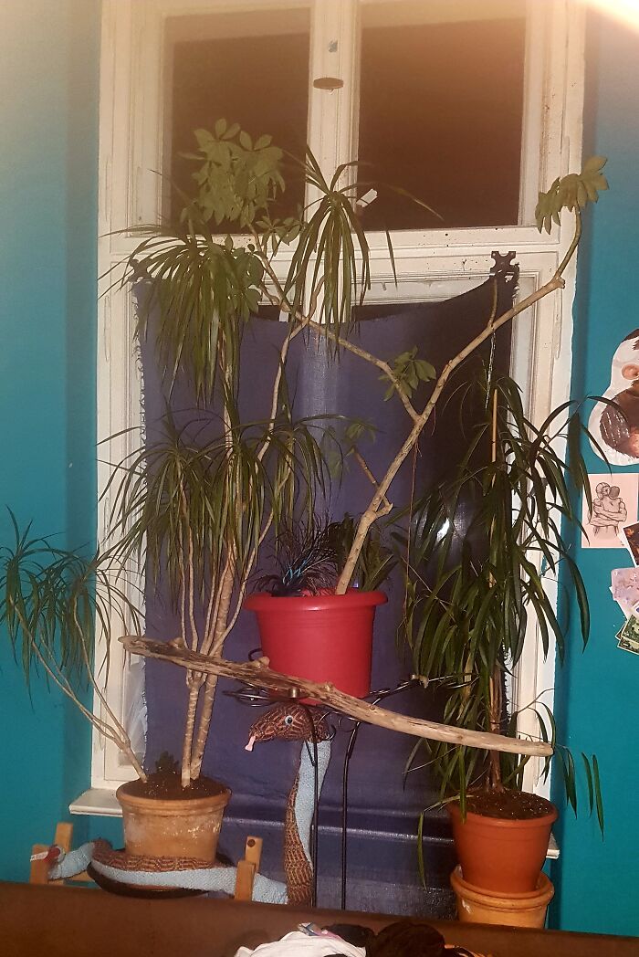 All Of Them Are Rescued From The Street , And I Have A Lot More .