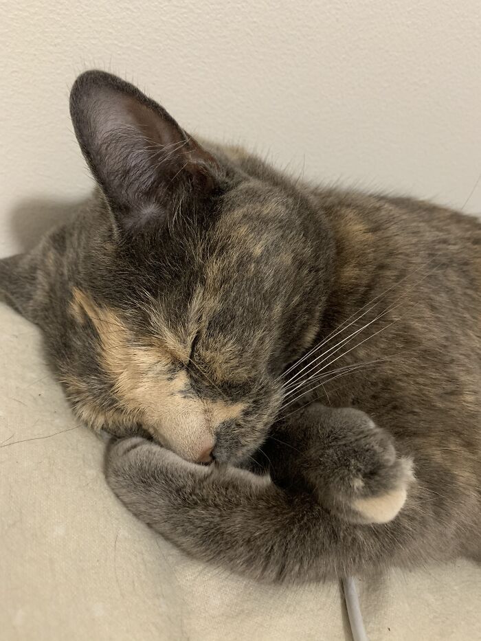 My Cat Honeybee 🐝