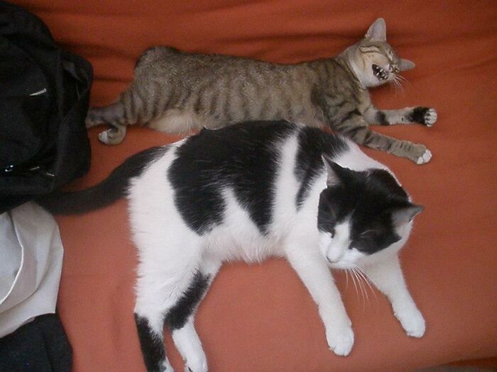 Cat.exe Has Stopped Working