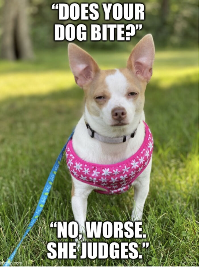 Condescending Chihuahua