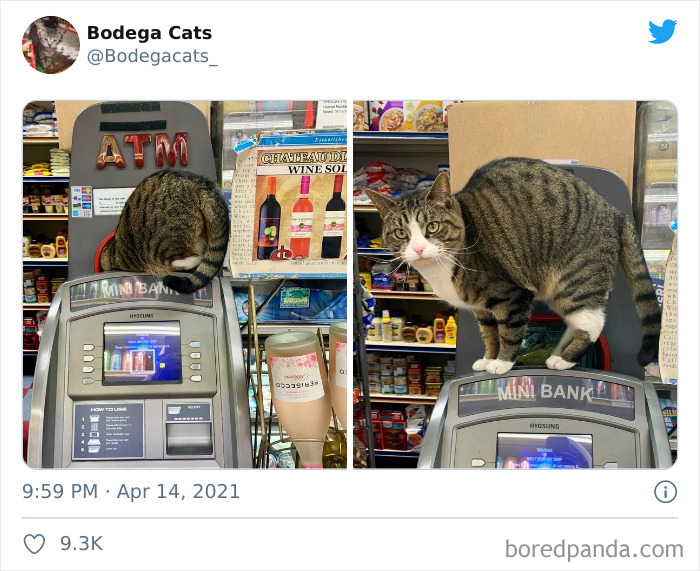 Cats-Store-Bodega