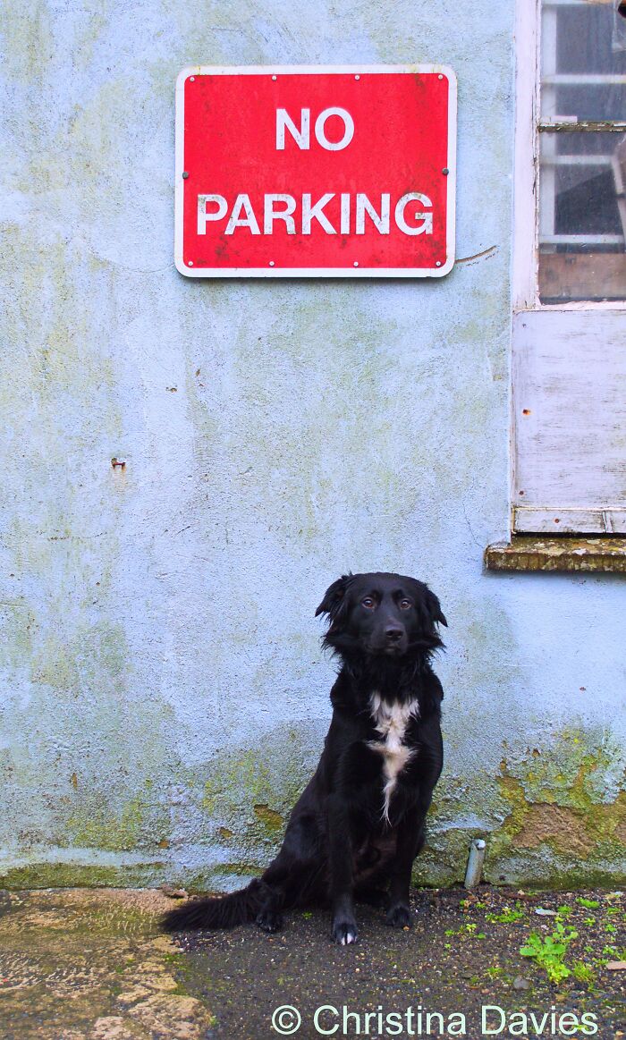 Shadow Parking His Butt Where He Shouldn't
