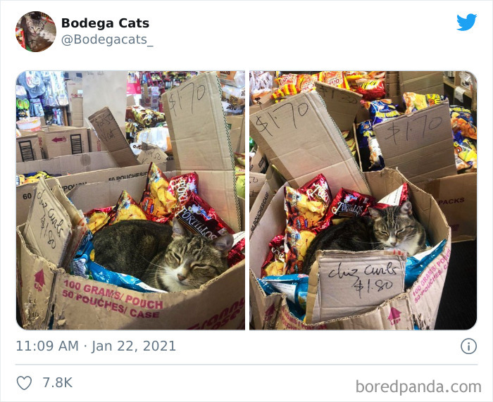 Cats-Store-Bodega