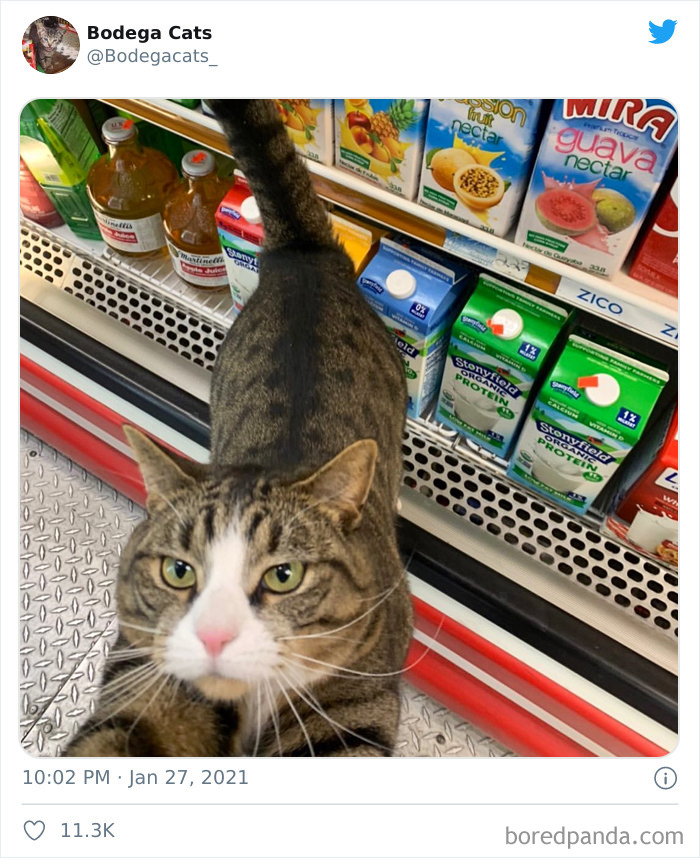 Cats-Store-Bodega
