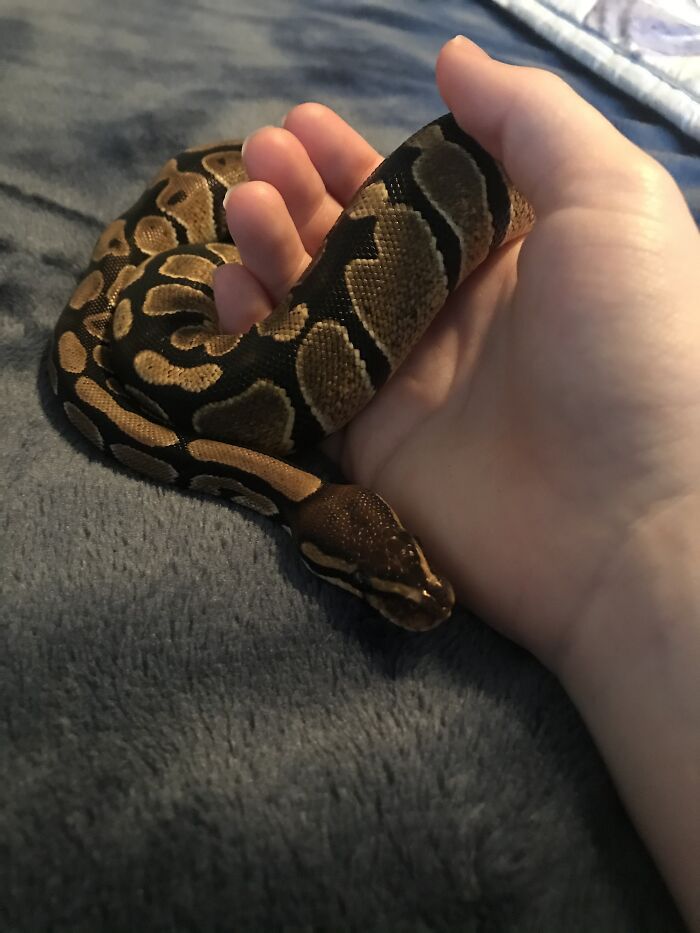 Here’s My Ball Python, French Fry