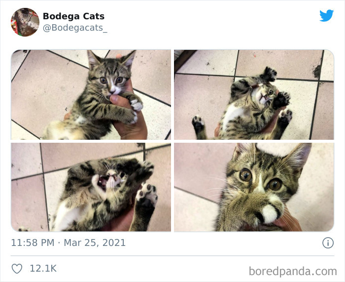 Cats-Store-Bodega