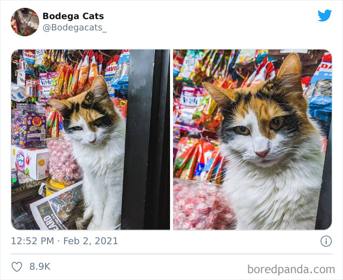 Cats-Store-Bodega