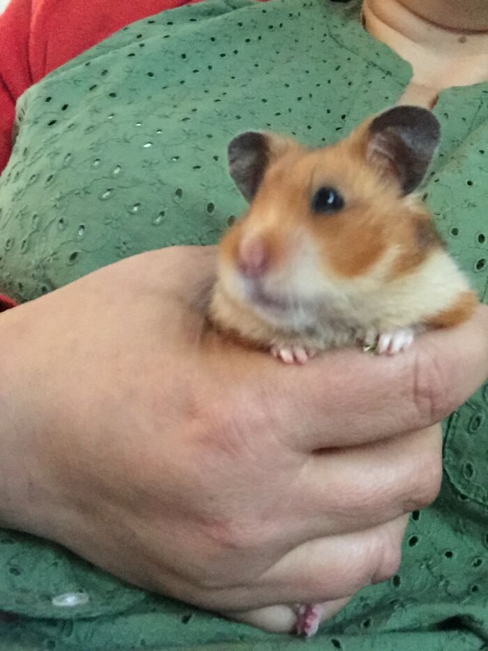 This Is Daisy! She Is Judging You