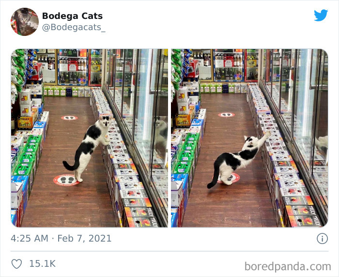 Cats-Store-Bodega