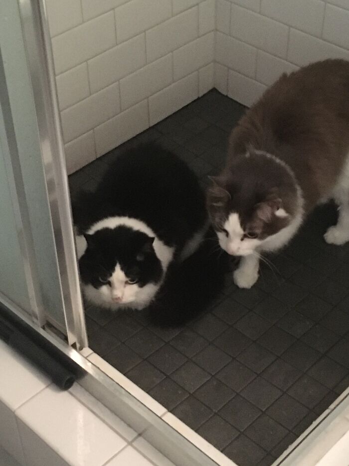 Just Chillin In The Shower