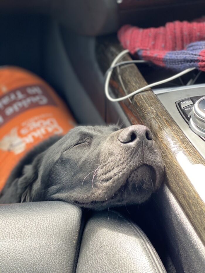 Well That’s Easy... Say Hello To Gwynn The Guide Doggo In Training! Look At That Adorable Smile! I Miss U Gwynn