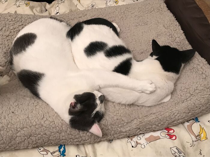 Sisterly Love. Pippin And Splodge