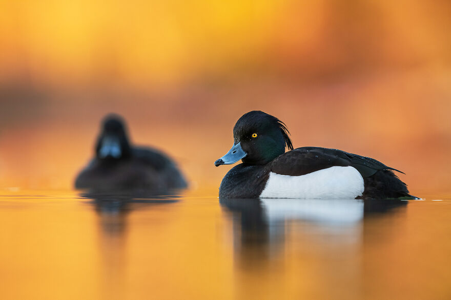 Tufted Duck By Brad James