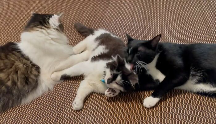 We Adopted The Middle One Three Weeks Ago