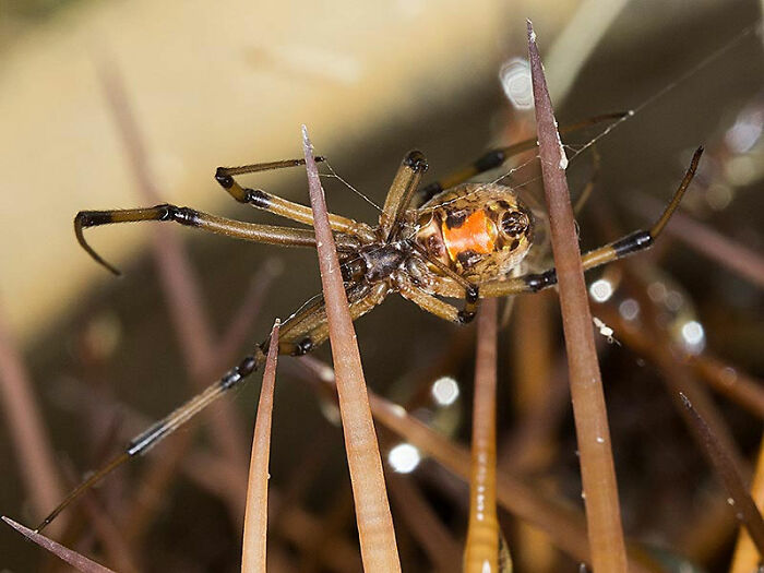 Brown Widow On Cactus