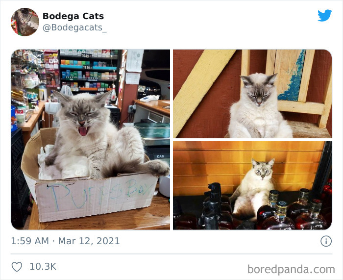 Cats-Store-Bodega