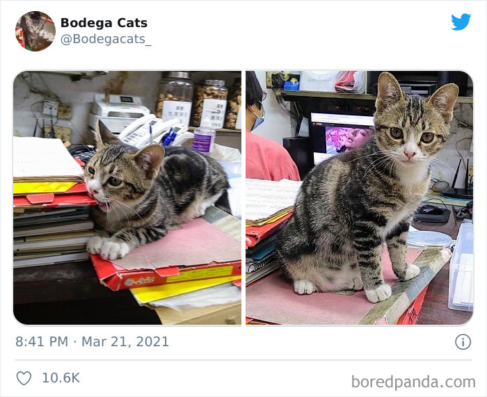 Cats-Store-Bodega