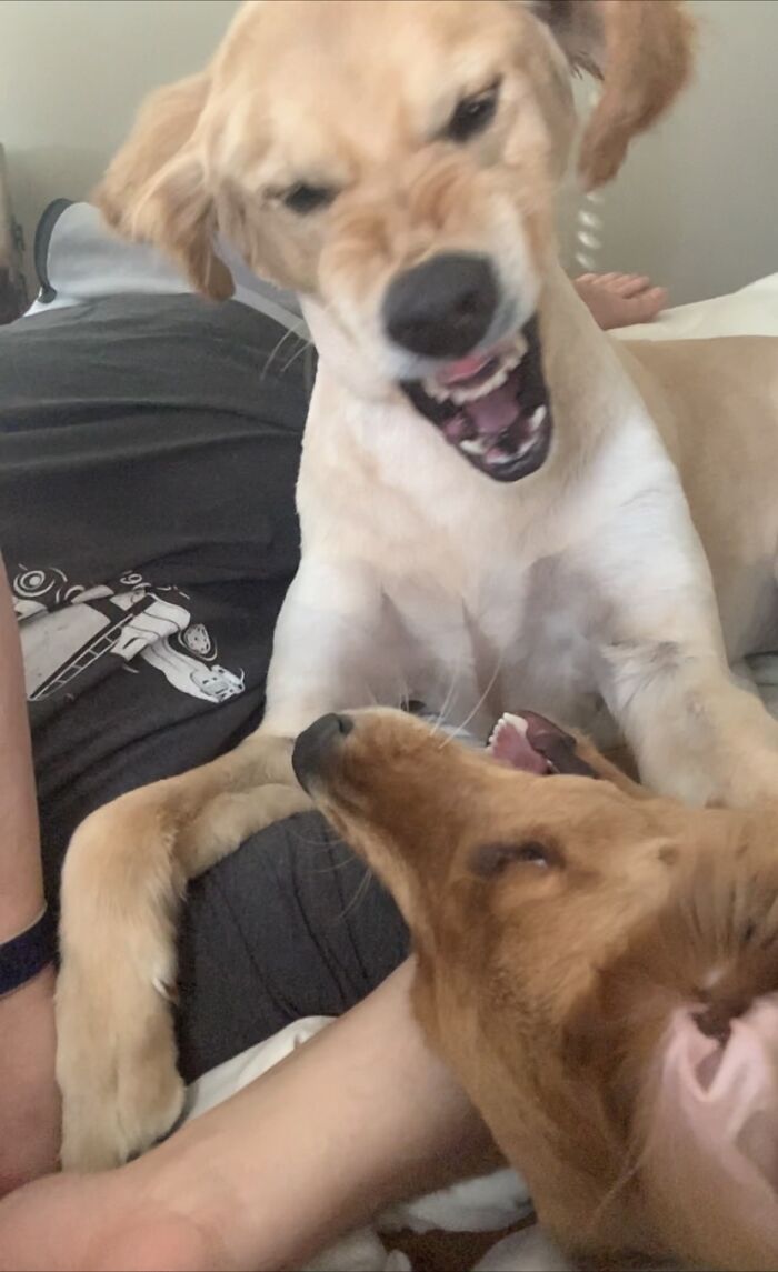 Golden Retrievers Are So Sweet