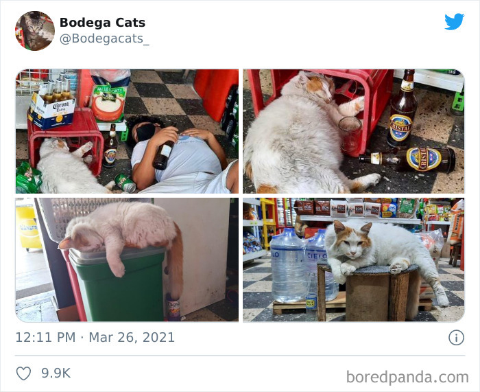 Cats-Store-Bodega