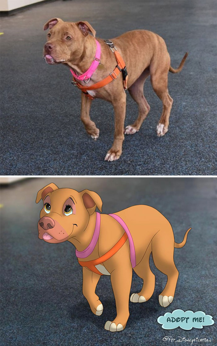 💙welcomehomewednesday!💙⁣
⁣
this Sweet Lady Is Bobbie 😍❤️⁣
she’s Been With @aspca Since Februari And Is Still Looking For A Home! ⁣
bobbie Is 4 Years Old, And Super Active And Loving! So She’s Looking For An Active & Loving Person As Wel, Who Can Entertain And Train Her. 🏃❤️⁣
⁣
bobbie Is Based In NYC! If You Want To Give Her A Home, You Can Visit Www.aspca.org/Adopt And Fill Out A Survey!⁣
⁣
⁣
please Share If You Know Someone In NYC Who Is Looking For A Companion! Thank You 🥰⁣