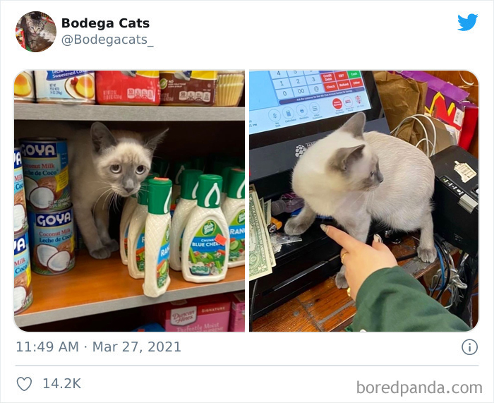 Cats-Store-Bodega