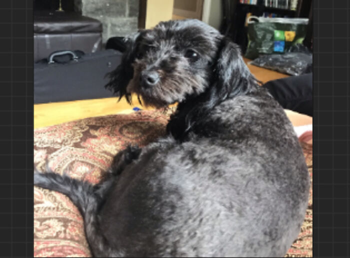 My Dog Cooky! Not Like She Is Right Now,but It’s The Only Photo Of Her That I Have Have Of Her (Ps : She Bark A Lot)