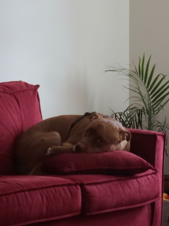 Pit Bull Accidentally Redesigns His Owner's Ordinary T-Shirt Into An Extraordinary One Pit Bull Accidentally Redesigns His Owner's Ordinary T-Shirt Into An Extraordinary One