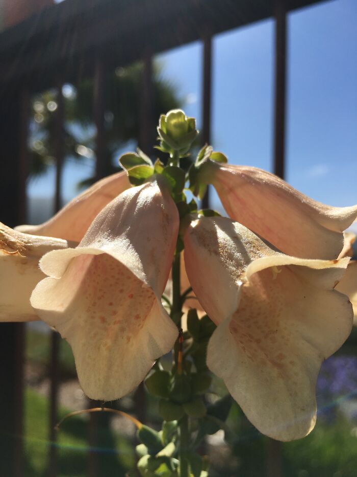 These Are My Grandmother’s Cream Bells