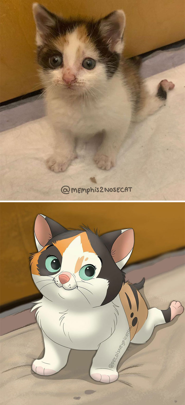 This Cute Little Nugget Is Sisu! 😍⁣
her Little Hind Legs Aren’t Really Working The Way They Should, But That Doesn’t Stop Her 💪 ⁣
⁣
she’s The Foster Of @benedicttheoddcat , Saved By @theoddcatsanctuary ⁣
& The Picture Is From @memphis2nosecat ❤️ (As If You Guys Aren’t Following Enough Pet Accounts Yet?! 😂)⁣
⁣
⁣
anyway, I Hope You’re Having A Good Week! I’ve Been Very Busy Myself (Got A Deadline To Meet! September Is Coming Closer!) So I’ve Been Posting A Little Less. Just Wanted To Give An Explanation For That ❤️ :)