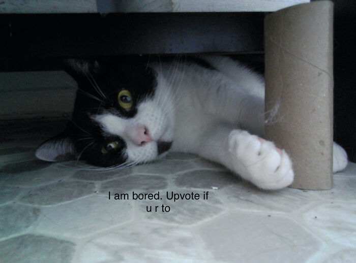 Ik It’s Upvote Begging