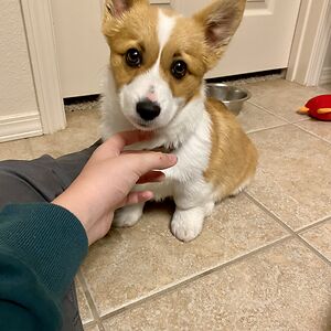 christiancampos avatar