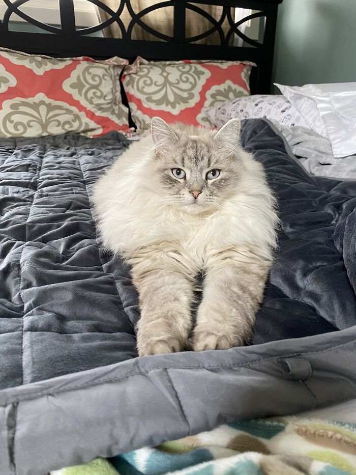 Ah... A New Dark Blanket For Me To Shed On...nice!