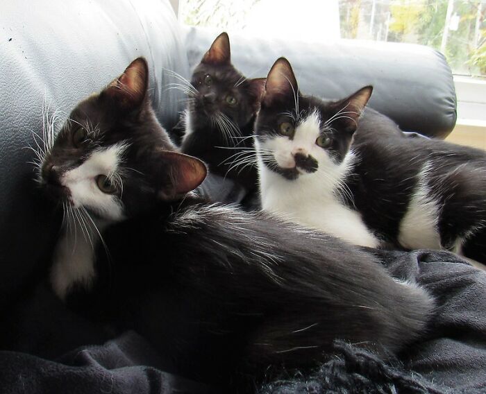 “What Is The Stupidest Thing You’ve Seen Your Pet Do?” (40 Answers)